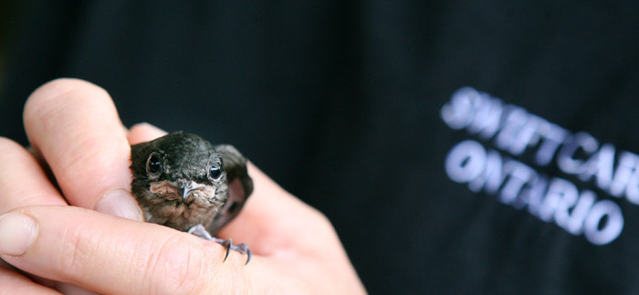 Birds of a feather flock to King's