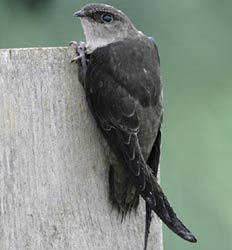 (image: Chimney Swift)