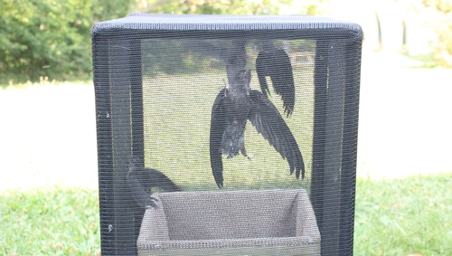Rescued chimney swifts being released at King's University College in London